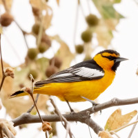 Bullock's Oriole